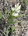 Cephalanthera longifolia Turkey