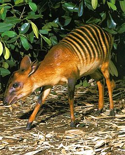 Zebra duiker Species of mammal