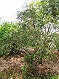 Miniatura para Cephalotaxus fortunei