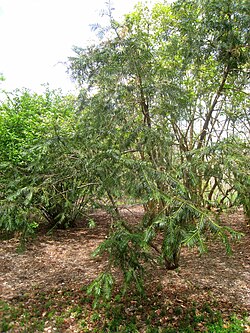 Cephalotaxus fortunei, Arnold Arboretum - IMG 6021. 
 JPG