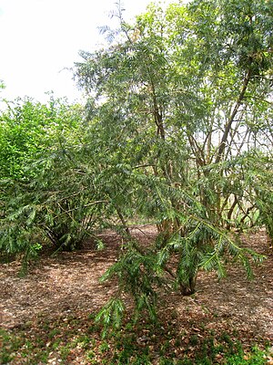 Cephalotaxus fortunei, Arnold Arboretum - IMG 6021.JPG