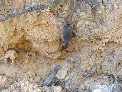 Dvärgsovarpungmus i Brisbane Water nationalpark.