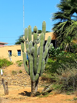 Cereus repandus