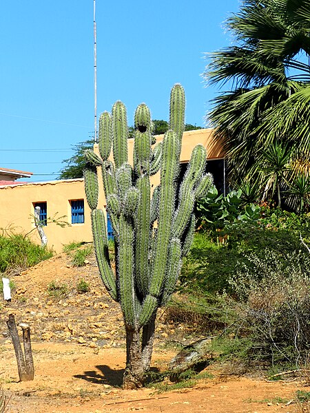 File:Cereus repandus en Paraguana.jpg