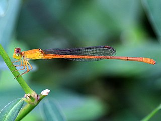 <i>Ceriagrion rubiae</i>