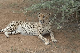 Cheetah in the shade DVIDS147321.jpg