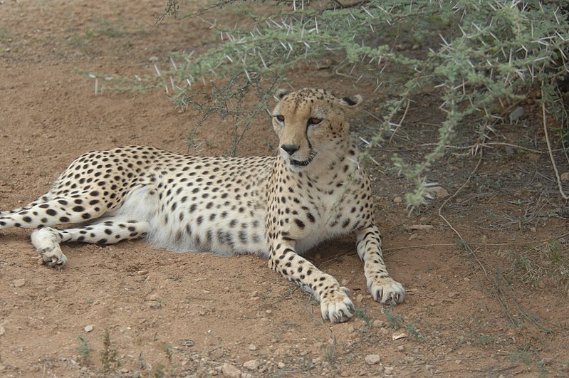File:Cheetah in the shade DVIDS147321.jpg