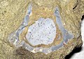 Chertified crinoid head in limestone (Fort Payne Formation, Lower Mississippian; Lake Cumberland, Kentucky, USA) (50669942703).jpg