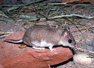 Mearnss grasshopper mouse Species of rodent