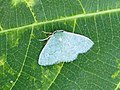 Vignette pour Phaiogramma etruscaria