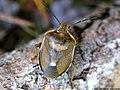 Chlorochroa pinicola (Mulsant & Rey, 1852)