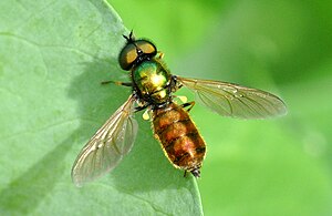 Hermetia illucens. Львинка Chloromyia Formosa. Львинка обыкновенная Муха. Муха черная львинка. Львинка зеленая Муха.