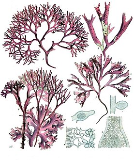 Chondrus crispus - Köhler–s Medizinal-Pflanzen-034.jpg
