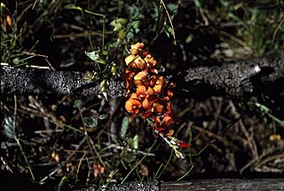 <i>Chorizema humile</i> Species of legume