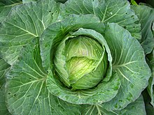 Napa cabbage - Wikipedia