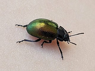 <i>Chrysolina auripennis</i> Species of beetle