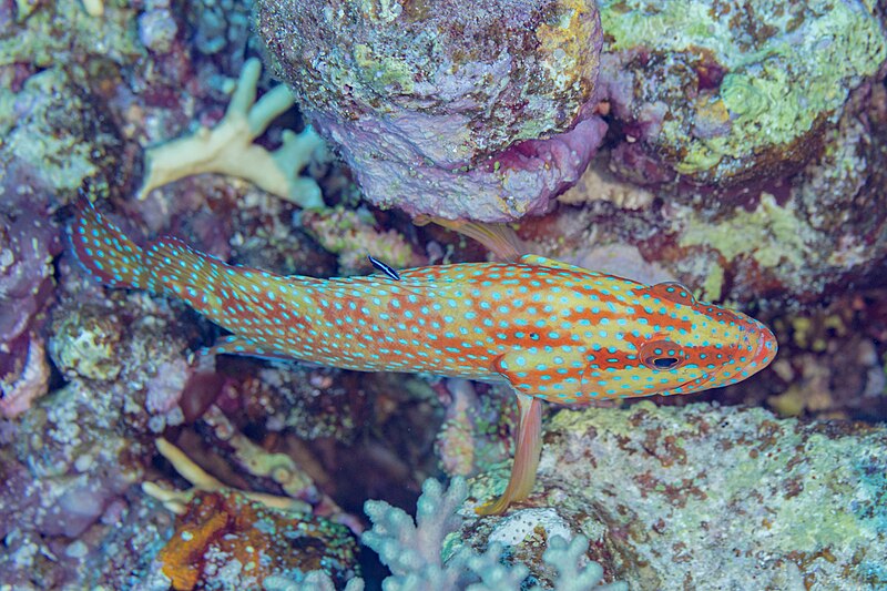 File:Cierva coral (Cephalopholis miniata), mar Rojo, Egipto, 2023-04-15, DD 53.jpg