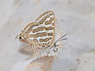 <i>Cigaritis acamas</i> Species of butterfly