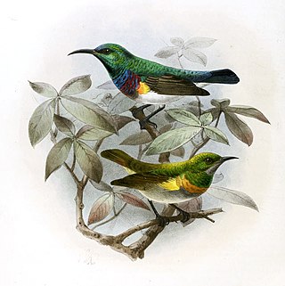 <span class="mw-page-title-main">Oustalet's sunbird</span> Species of bird