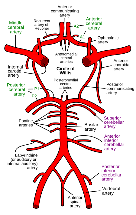 ไฟล์:Circle of Willis en.svg