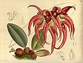 Bulbophyllum fletcherianum plate 8600 in: Curtis's Bot. Magazine (Orchidaceae), vol. 141, (1915)