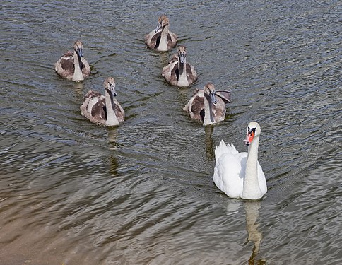 Swans (Cygnus olor), Siauliai