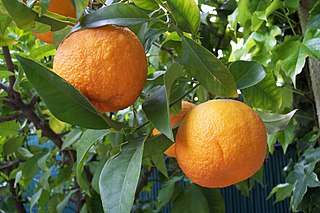 Bitter orange Hybrid citrus plant
