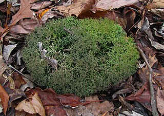 <i>Cladonia furcata</i> Species of fungus