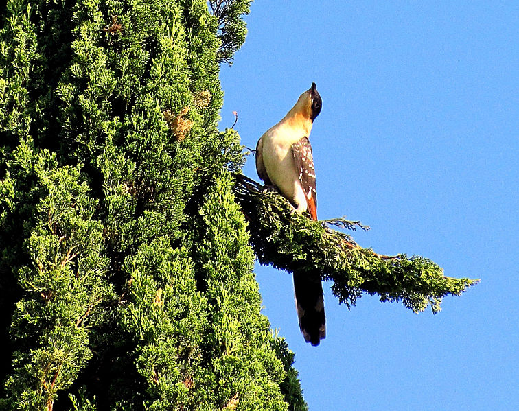 File:Clamator glandarius juvenile.jpg