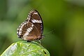 * Nomination Close Wing Basking of Hypolimnas bolina (Linnaeus, 1758) - Great Eggfly --TAPAN1412 17:06, 24 December 2023 (UTC) * Promotion  Support Acceptable quality. --Plozessor 19:08, 24 December 2023 (UTC)