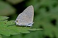 * Nomination Close wing position of Catochrysops panormus Felder, 1860 – Silver Forget-me-not (by Sandipoutsider) --Atudu 05:47, 6 May 2019 (UTC) * Promotion  Support Good quality. --Syed07 06:28, 6 May 2019 (UTC)