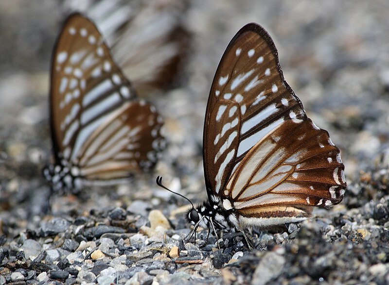 File:Close wing position of Graphium macareus Godart, 1819 – Lesser Zebra.jpg