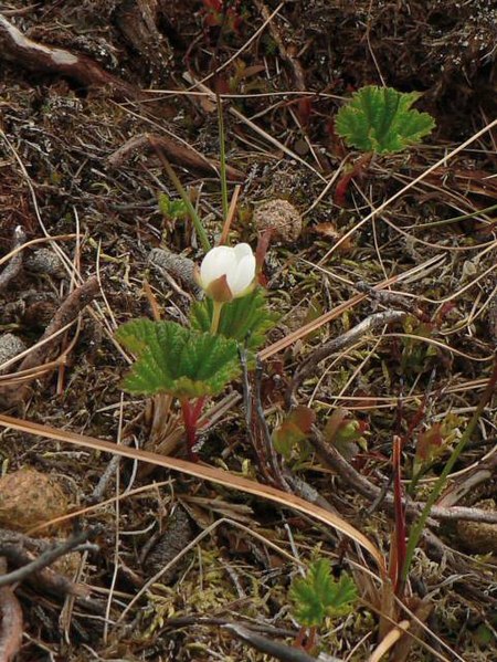 File:Cloudberry flower - geograph.org.uk - 808277.jpg