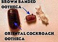 Cockroach & Oothecae.jpg