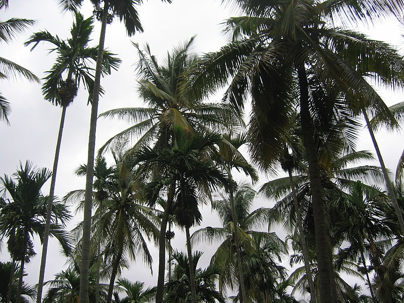 File:Coconut Plantation2.jpg