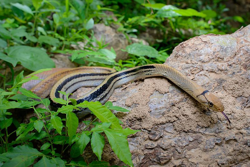 File:Coelognathus radiatus, Copperhead racer - Kaeng Krachan District, Phetchaburi (cropped).jpg