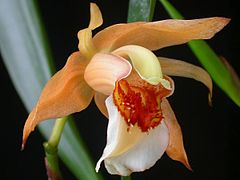 Description de l'image Coelogyne lawrenceana.jpg.