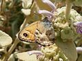 Coenonympha thyrsis