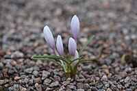 Colchicum serpentinum GotBot 2015 002.JPG