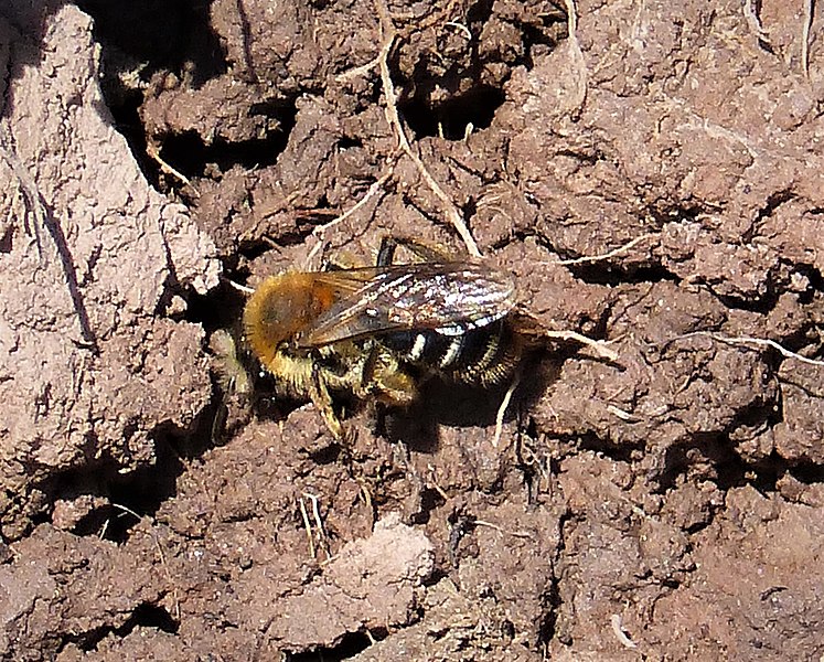 File:Colletes sp. - Flickr - gailhampshire (2).jpg