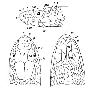 Escama supralabial