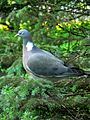 Columba palumbus 2.JPG