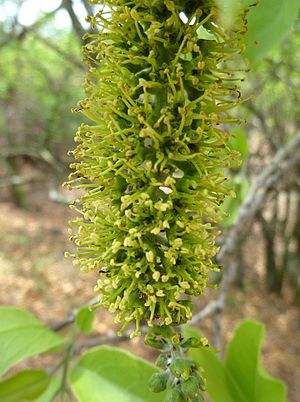 Combretum Zeyheri