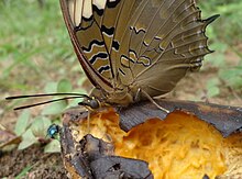 Feeding on fermented plantain in a fruit garden. Port Harcourt, Nigeria Common Blue Charaxes.JPG