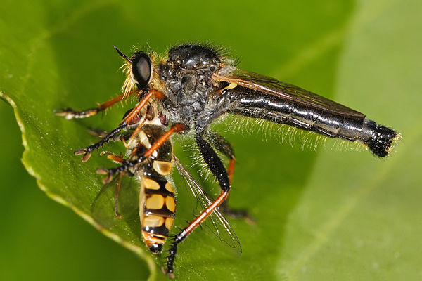 A robber fly eating a hoverfly