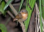 Vignette pour Proklavu (Conopophagidae)