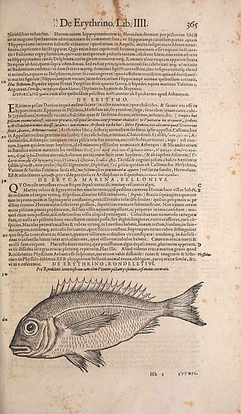 File:Conradi Gesneri medici Tigurini Historiae animalium liber IV (15382488968).jpg