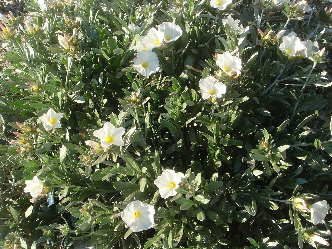 Convolvulus cneorum