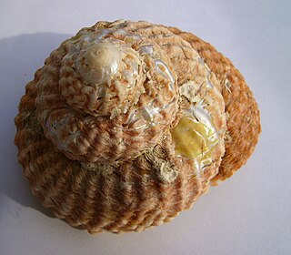 <i>Cookia</i> Genus of gastropods