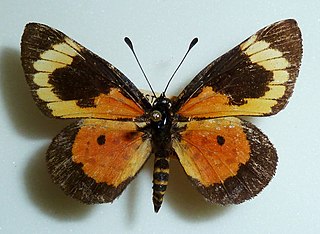 <i>Cooksonia</i> (butterfly) Butterfly genus in family Lycaenidae